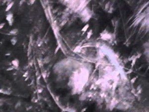 Alien Creature Found In sewer