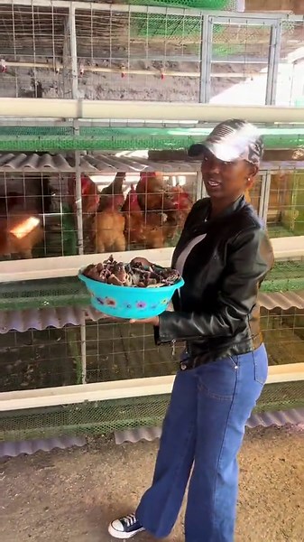 We sell one day old Kienyeji improved chicks and we deliver countrywide Call 0710656739 #loitochicks #improvedkienyejipoultryfarm #layers #poultry #poultryfarming #kienyejiimproved #kuku #kenchick #farming #kieenyejiimproved