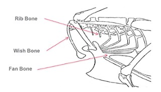 Using X-Ray Inspection to Make Chicken Bone Detection Easy