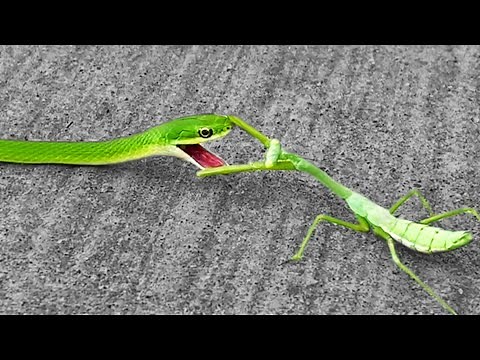 Praying Mantis Fights Off Snake