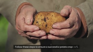 How to Grow Outdoor Potatoes Successfully