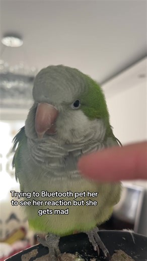 Smart Parrot Reacts to Bluetooth Attempt