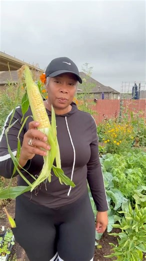 Anyone else harvest sweet corn in October? #sweetcorn #autumn #peachesandcream #fallgarden #gardentips #gardentipsandtricks | The Okra Lady LLC