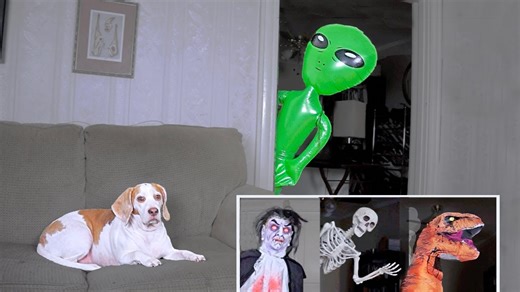 Funny dog reacts to an epic prank compilation