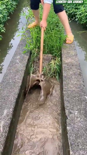 🌾⛏️ Canal Weeding Tool: Heavy Four-Prong Hoe Clearing Concrete Ditch Grass