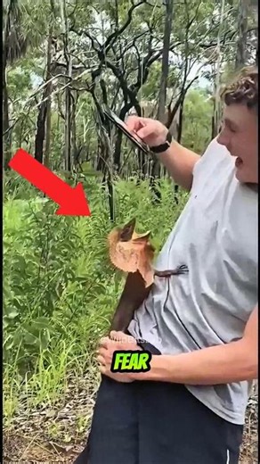 This Animal Literally Says “DON’T TOUCH ME”