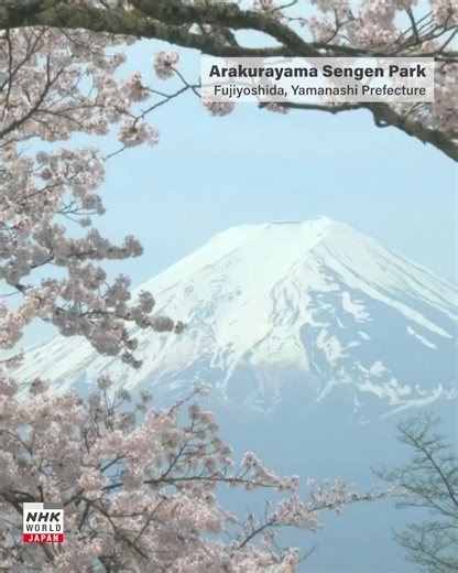 This is the spring in Japan. More about Japan is here! https://www3.nhk.or.jp/nhkworld/en/shows/japannavigator/ | NHK WORLD-JAPAN