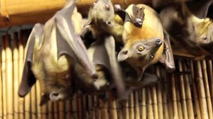 Bats, such as these straw-colored fruit bats, are quite the social creatures. Running on a reverse light cycle, our bats – located in the Desert Dome, Wild Kingdom Pavilion, Expedition Madagascar or free-flying in the Lied Jungle® – are relatively active all day long. While the majority are nocturnal, some bats—especially those that rely on visual cues, like fruit bats—can be found out and about in daylight. Pretty cool right? | Omaha's Henry Doorly Zoo and Aquarium