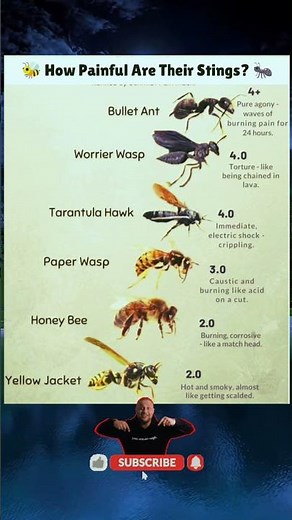 🔥 Top 6 Most Painful Insect Stings in the World 🐝😱 | How Bad Do They Hurt? #PainScale