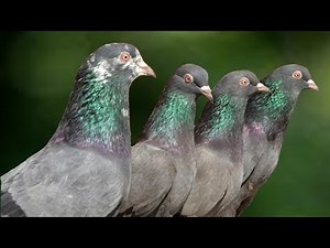 Most Beautiful Pigeons in the World - Pakistani Pigeons