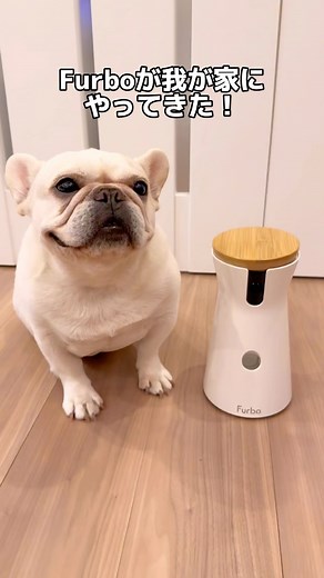 レイキナ物語 on Instagram: "ついに我が家にもFurboがやってきました🫶✨ レイもお出かけ中に操作して キナにオヤツをあげたり 喋りかけたりできるから楽しそうです☺️ ◆回転360°ビューカメラ＆自動追尾機能つき ◆ リモート操作可能のおやつ機能 ◆ 次世代暗視モニター ◆ 超クリアな双方向会話で愛犬とおしゃべり ◆AI活用＋機能のFurbo ドッグシッターでさらに安心！ etc... 機能が盛りだくさんだから Furboがあればお留守番も安心安全です☺️✨ ‐‐‐‐‐‐‐‐‐‐‐‐‐‐‐‐‐‐‐‐‐‐‐‐‐‐‐‐‐‐‐‐ Furbo定価セットプランで Furbo本体が最大17,000円OFF👀✨ 詳細はプロフ（ @rey_kina_story ）の ハイライトからチェックできます✨ @furbo_japan #ファーボ #ドッグカメラ #ペットカメラ #ドッグシッター #見守りカメラ #フレンチブルドッグ #保護犬 #子供と犬 #繁殖引退犬 #犬と赤ちゃん #フレブル #frenchbulldog #犬 #ペットのいる生活"