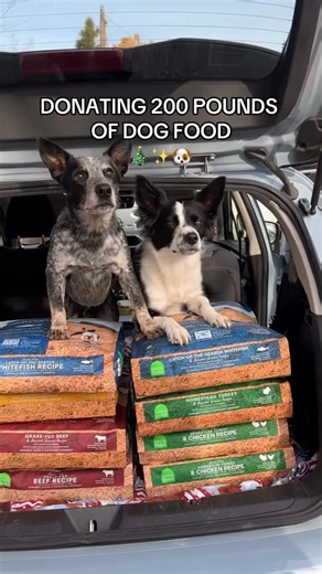 4.2K views · 33 reactions | Follow along with us as @thezcattledogs donates 200 pounds of dog food to the local animal shelter  This holiday season we want to come together and give back to all of our pets in need and make their days a little more full.  Help support us (and our pets) during December 11-17, where every purchase on OpenFarmPet.com means one meal donated to @pawschicago. ✨ #DoSomeGood #EverybodyEats | Open Farm | Facebook