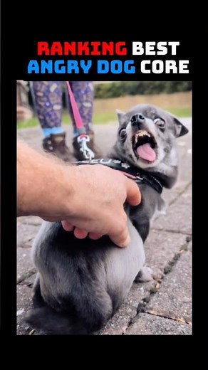 Ranking the Best Angry Dog Moments 😡🐶