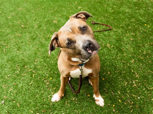 San Diego Humane Society Launches Adoption Trial Program