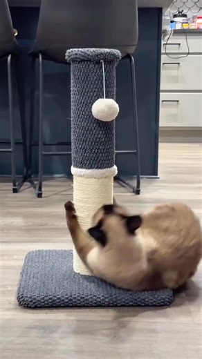 82K views · 3.6K reactions | He spends the whole day just being naughty .... Cradit: @sia_josephine #siamesecat #CatCompanion #FurryFriend | Siamese Cat Lovers | Facebook