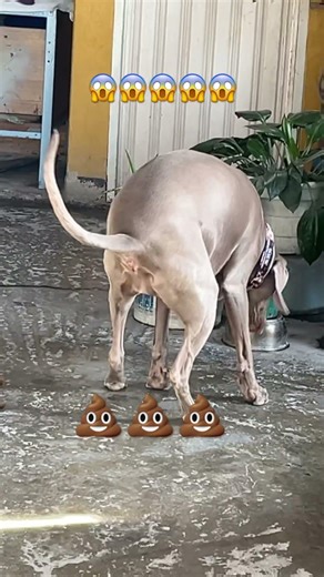 😱💩🍗 #fypyoutube #humor #humorperruno #weimaraner #dogshorts