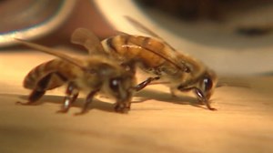 EU bans pesticide believed to harm bees | CNN