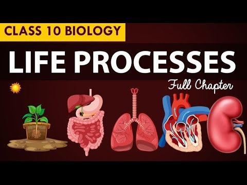 “Class 10 Biology Life Processes Easy Explanation | Board