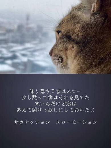 【サカナクション】#スローモーション #ココちゃま #猫