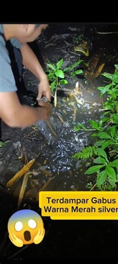 Sisik gabusnya warna😱 siver #trending #trendingshort #fyp #viral ##viralvideo