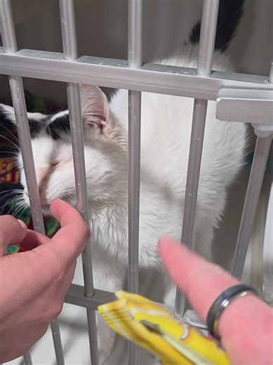 our little miss minnie has been sick recently 😿💔 but she bounces right on back! ready to be someone's furrever companion some day soon!🥰 #adopt #cat #rescue #fyp #meow