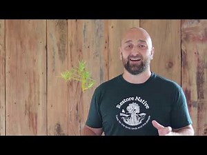 Hebe (Koromiko) - Restore Native Plant Nursery