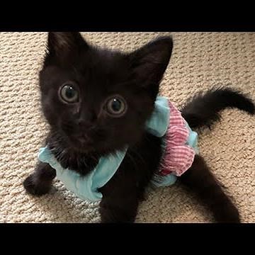 Meet Raven, The Adorable Kitten With Hind Paralysis Who Proves Special Needs Cats Are Perfect!