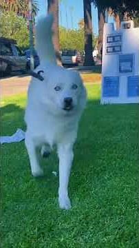 Happy Guy Happy Dog TikTok Compilation 2025 #animalsplus