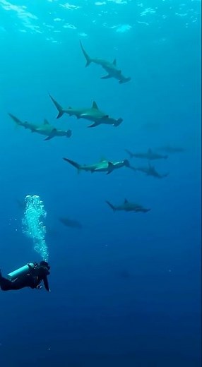 갈라파고스 제도의 특별한 해양 생물 탐사.... #scubadiving #ocean #underwater