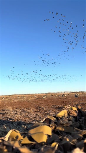 The Challenges of Duck Hunting This Season