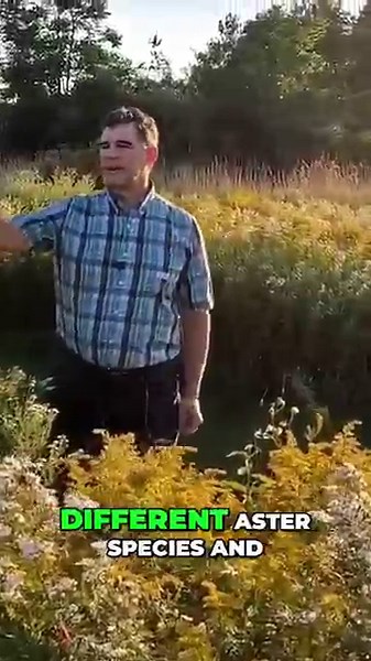 Transforming Wildflower Meadows: A Journey to Forest Ecosystems