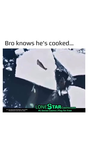 World in Motion 🕹️ on Instagram: "The image of a seal facing an orca comes from viral wildlife clips and nature documentaries that highlight the intense predator–prey dynamic between killer whales and seals on drifting ice. The humor of the meme relies on the seal’s unmistakable “worried” or resigned expression, as if it fully understands the danger approaching and accepts its fate. This format has become a repeating meme on TikTok and Instagram, used to depict moments when someone realizes the