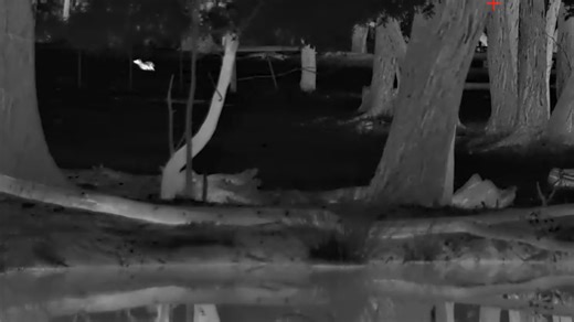 What was the frog that scared off the fox? Turn sound on | Ambiguous World | Facebook