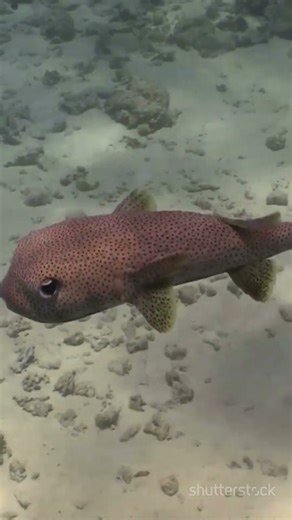 The Secret Architects of the Sea: Pufferfish! #Pufferfish #MarineLife #NatureDocumentary #shortsfeed