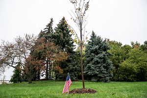 Liberty Tree planted at Ann Arbor’s Veterans Park