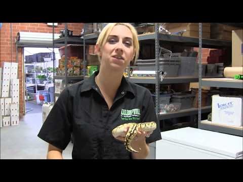 Pastel Lesser Ball Python