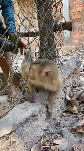 A silent cry for help in a loud world. | Qie's Pets