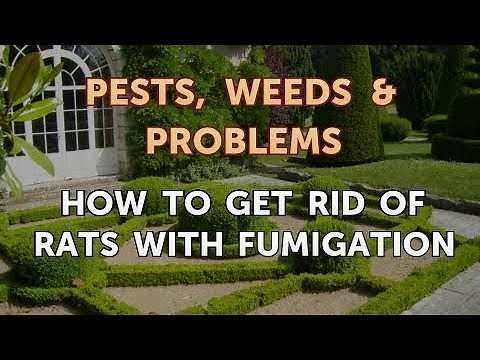 How to Get Rid of Rats With Fumigation
