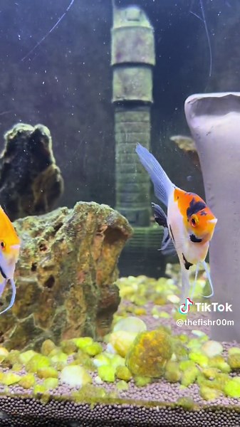 😍😍😍😍 who knows how many types if angelfish there is ? #fishkeeping #koiangelfish #angelfishtank