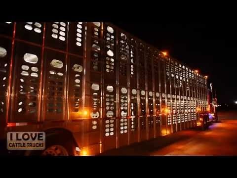 Loading cattle in Abilene, Texas
