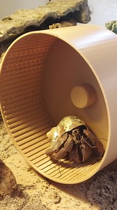 Six Inch Hermit Crab Wheel ! Deep Dish - Etsy