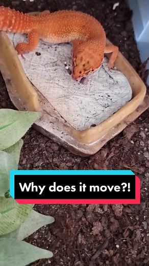 Leopard Geckos London on TikTok