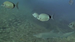 Frying Pan Tower Webcams