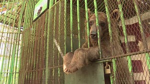 1.8K views · 18 reactions | In Egypt, Africa's oldest zoo boasts 4,500 animals of 28 different species, but they suffer from a pitiful lack of space and natural habitat. The confined spaces were one of the reasons Giza Zoo lost its accreditation with the World Association of Zoos and Aquariums in 2004. | AFP News Agency | Facebook