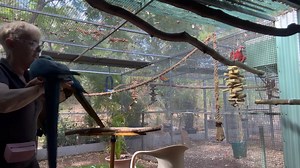 10K views · 898 reactions | Finally got some time to do a little step-up training with Mali and Pippy. Little cuties just went into baby mode and wanted a cuddle.. all in their time. 殺❤️ | Macaws And More | Facebook