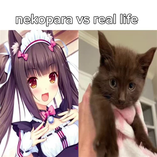 Nekopara vs Real Life: Cute Catgirls Comparison