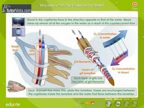 Why does a fish die if taken out of Water