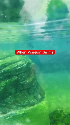 Why did this penguin just 'alt-tab' out of its flight mode to swim like a baby? #wildlife