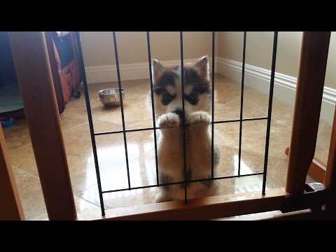 Husky Einstein puppy's first howl