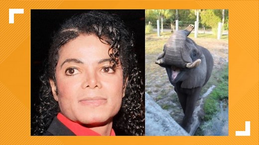Elephant once owned by Michael Jackson recovering after tusk removal surgery at Jacksonville Zoo